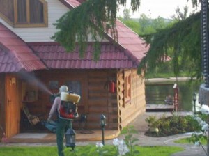 Фото профессионального уничтожения древоточца с помощью фумигации